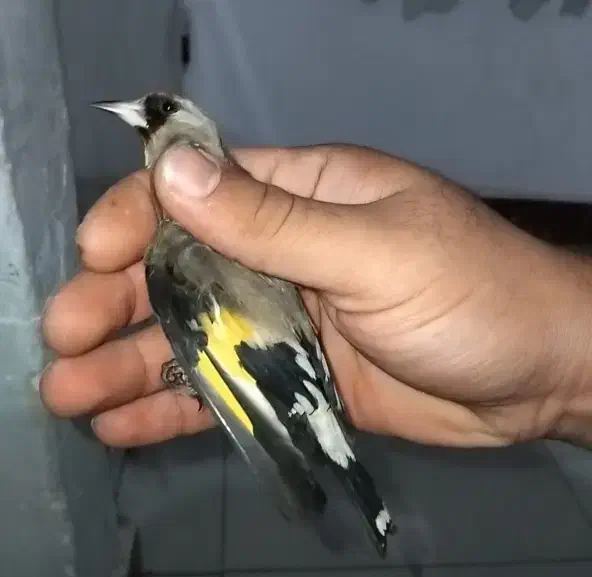 سهره نر دورگ فیروزکوه و کرمانی۲ عدد معاوضه|پرنده|کرج, دولتآباد|دیوار