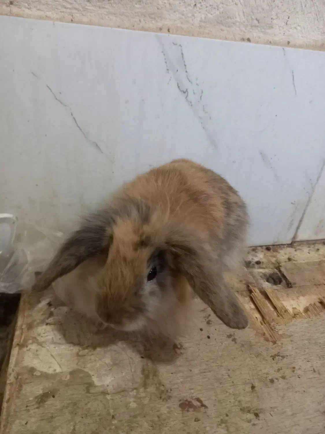 خرگوش لوپ|موش و خرگوش|رفسنجان, |دیوار