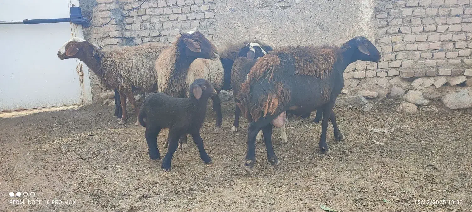 میش و بره|حیوانات مزرعه|زاوه, |دیوار