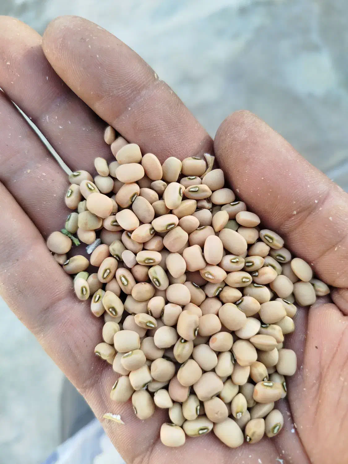 لوبیا اشی|خوردنی و آشامیدنی|دره شهر, |دیوار