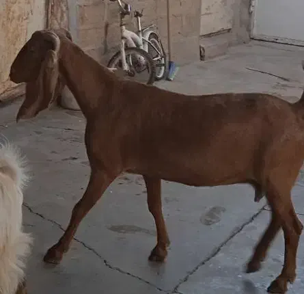 بز نجدی|حیوانات مزرعه|مسجد سلیمان, |دیوار