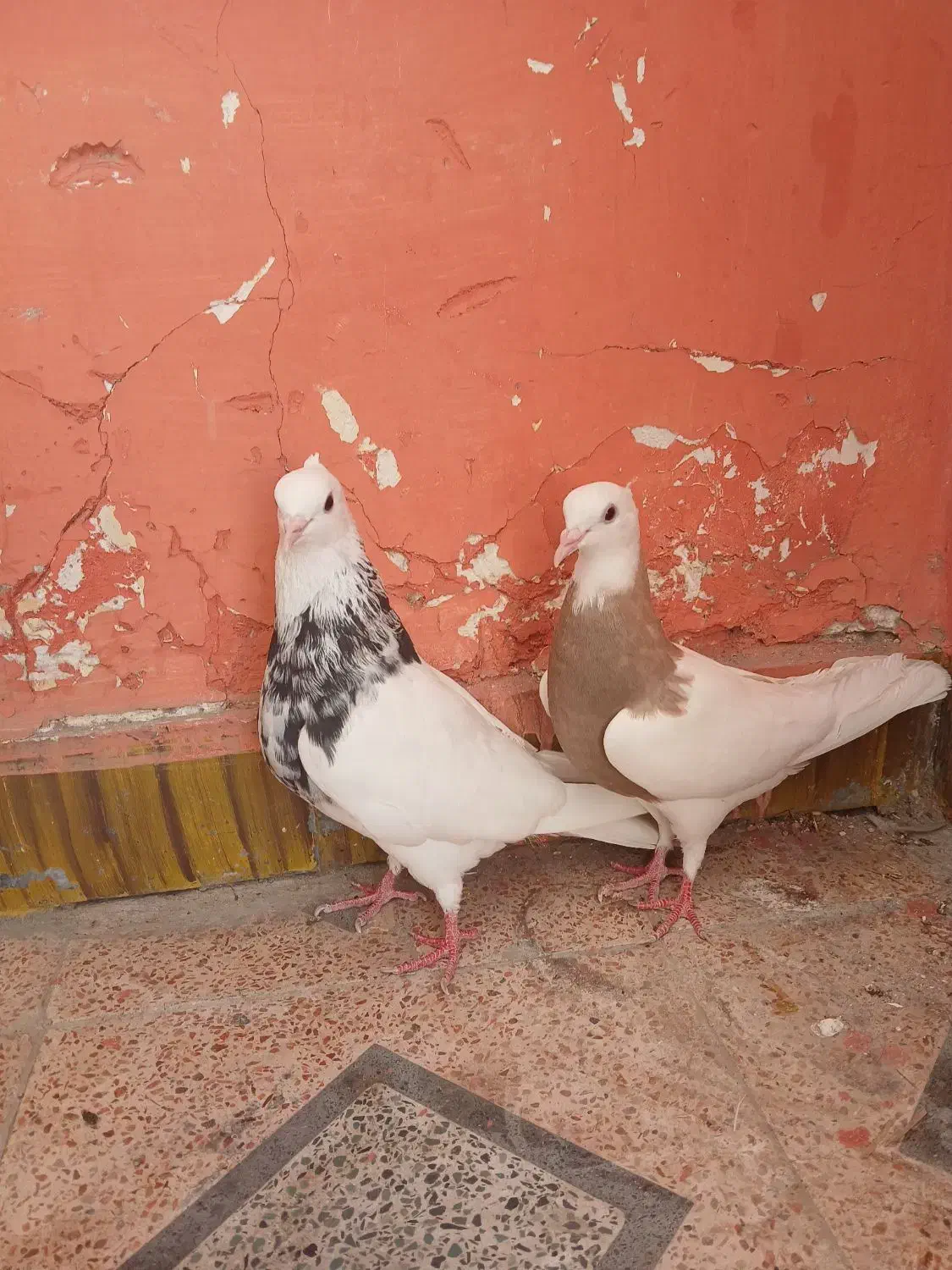 کبوتر طوقی|پرنده|شیراز, پارک آزادی|دیوار