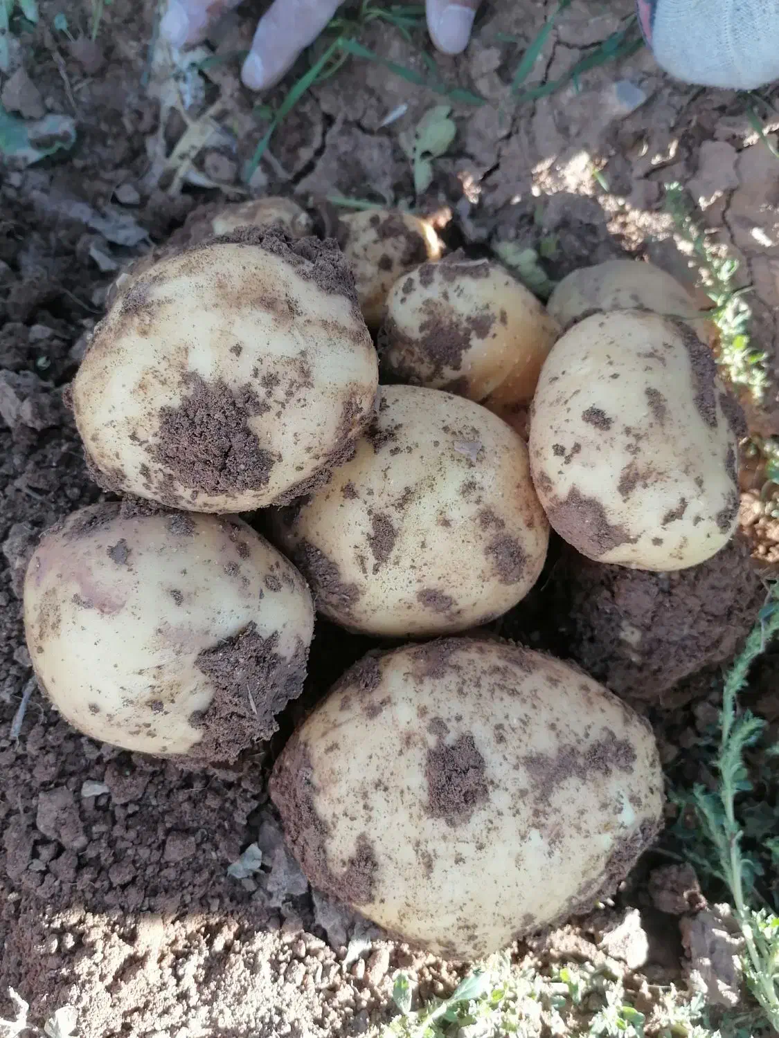 فروش سیب زمینی|خوردنی و آشامیدنی|دهگلان, |دیوار