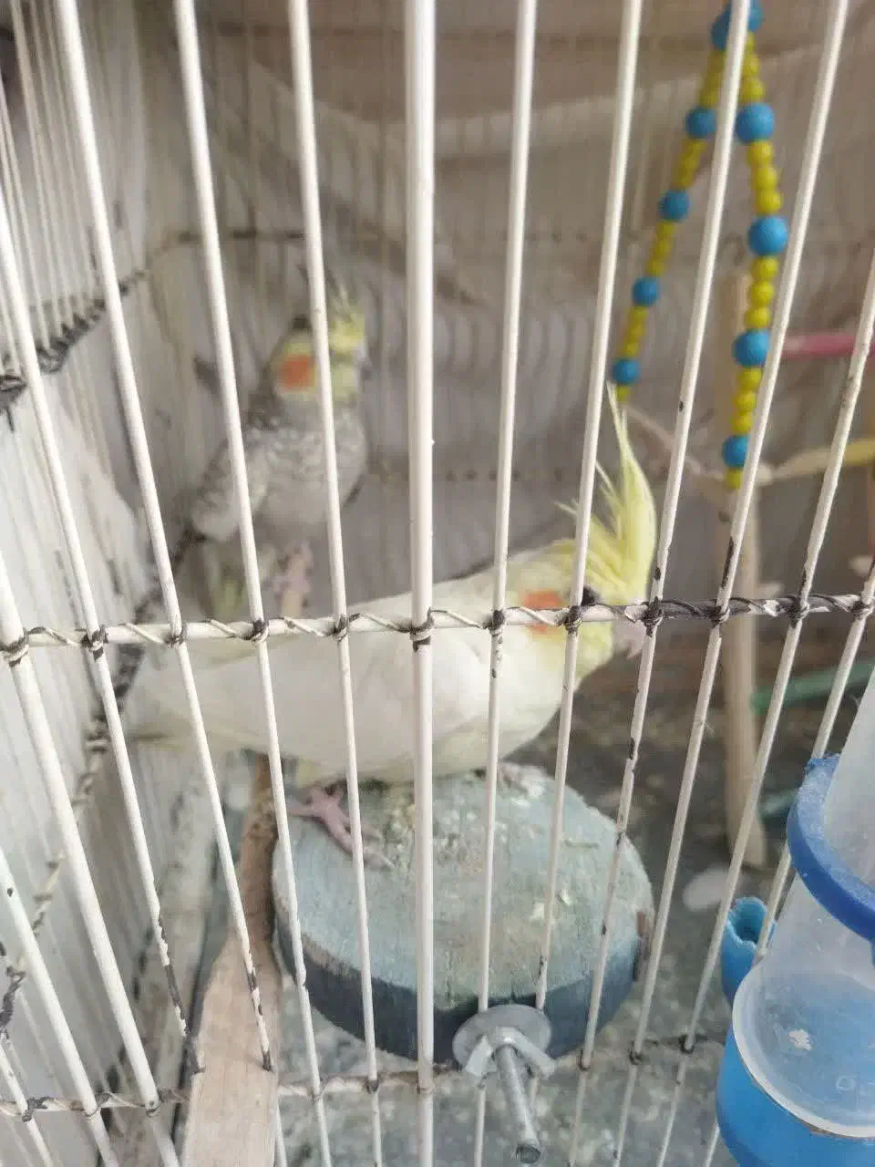 عروس هلندی سرحال وجوان|پرنده|بروجرد, |دیوار