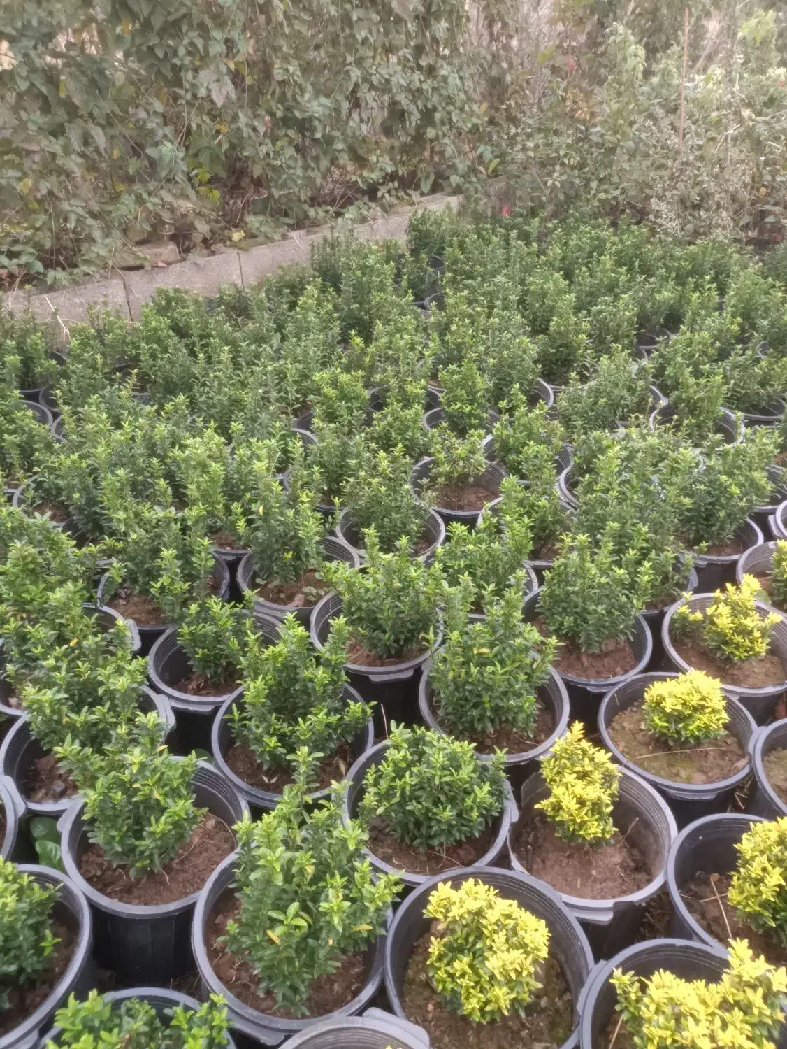 شمشاد نعنایی سبز ، قیچی خورده ، ریشه پرس|خدمات باغبانی و درختکاری|کلاچای, |دیوار