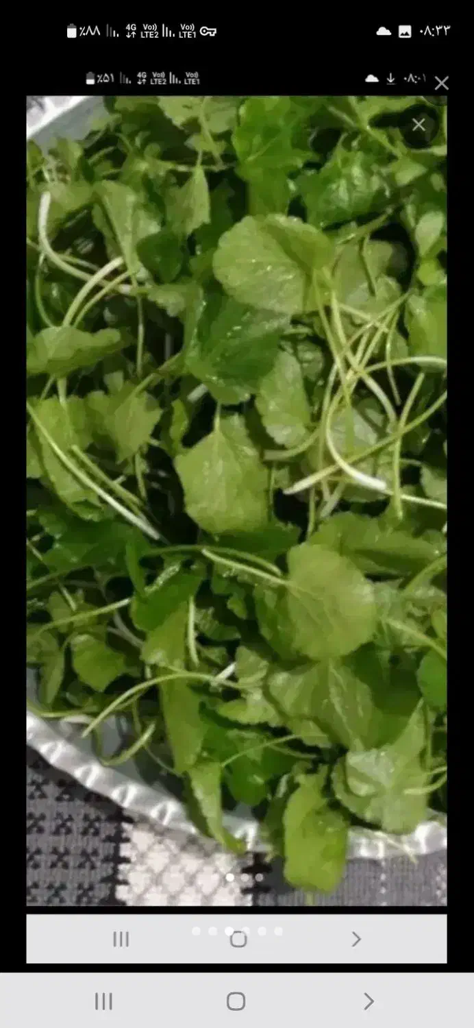 چوچاق و پونه در تالش تمیز و پاک شده خشک|خوردنی و آشامیدنی|حویق, |دیوار