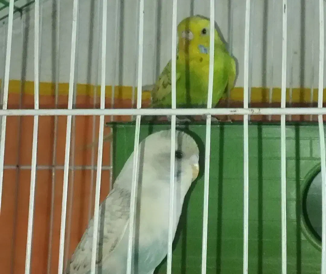 مرغ عشق|پرنده|اسلام‌شهر, مسکن مهر اسلاشهر (شهرک امام خمینی)|دیوار