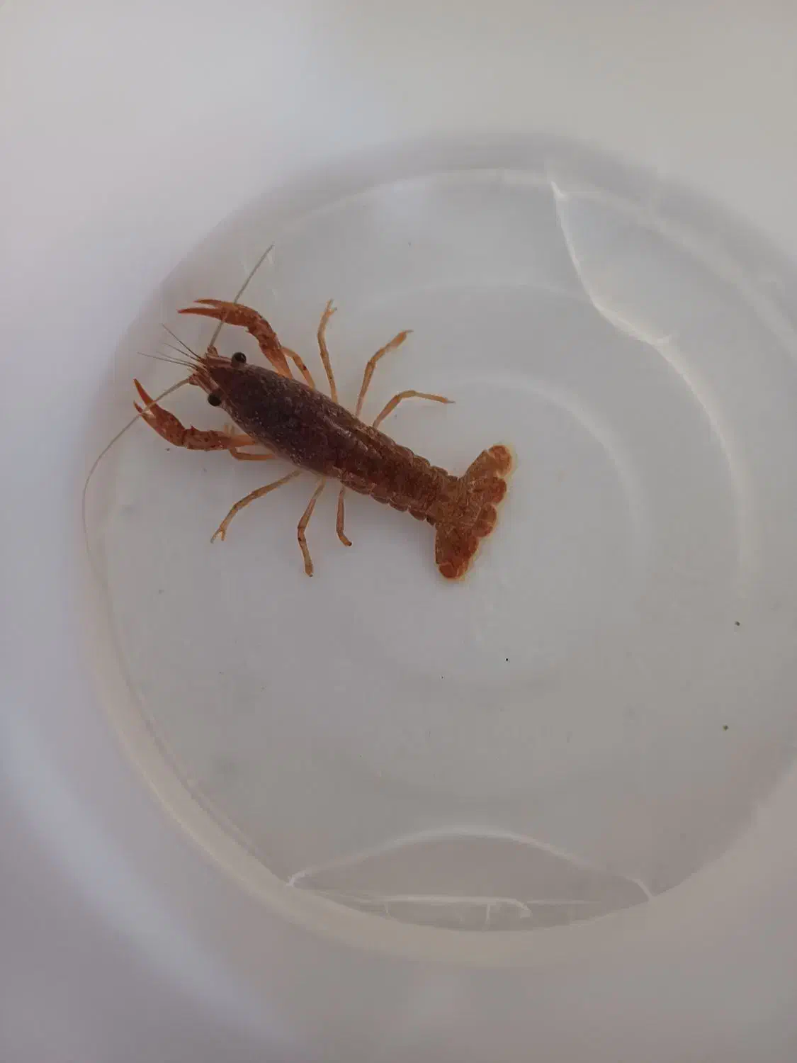 لابستر|ماهی|قم, کلهری|دیوار