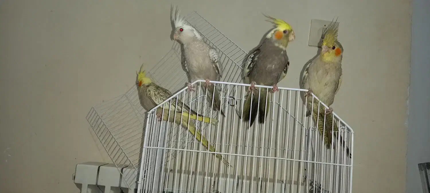 عروس هلندی|پرنده|کرمان, |دیوار