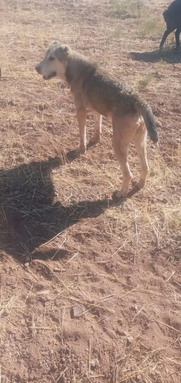 سلام ی قلاده توله سگ سرابی مخصوص مخصوص نگهبانی|سگ|قیدار, |دیوار