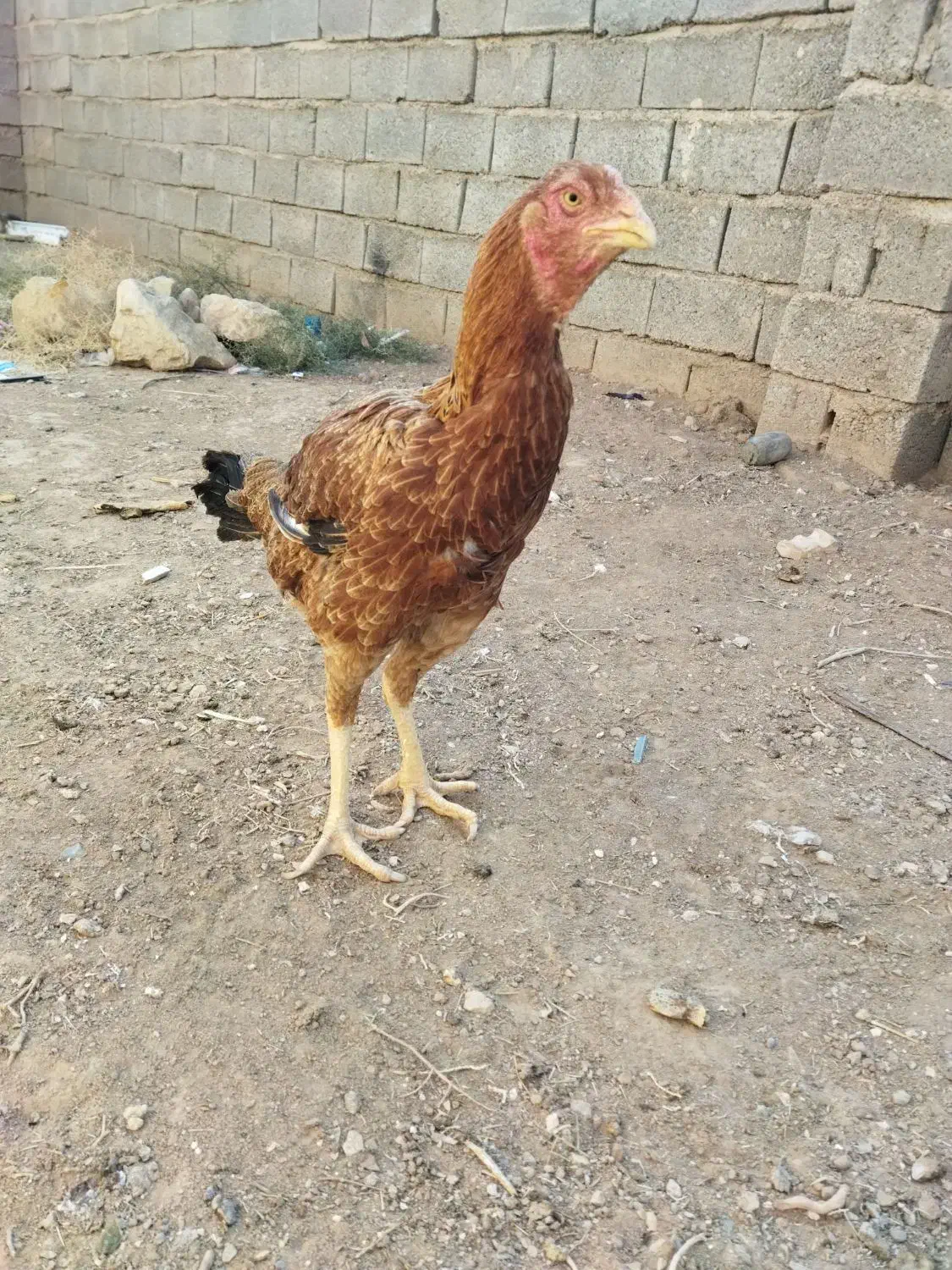 مرغ‌لاری|حیوانات مزرعه|پائین جام, |دیوار