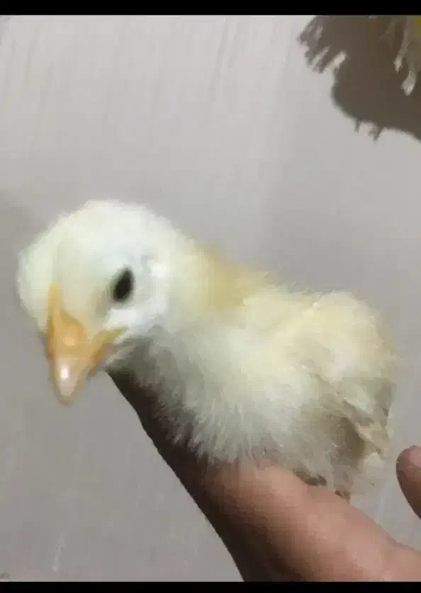 جوجه گوشتی۱۵روزه ۵۰۰گرم|حیوانات مزرعه|گرگان, |دیوار