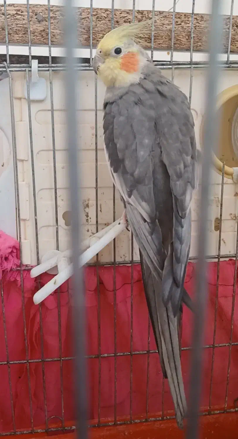 عروس هلندی|پرنده|رامشیر, |دیوار