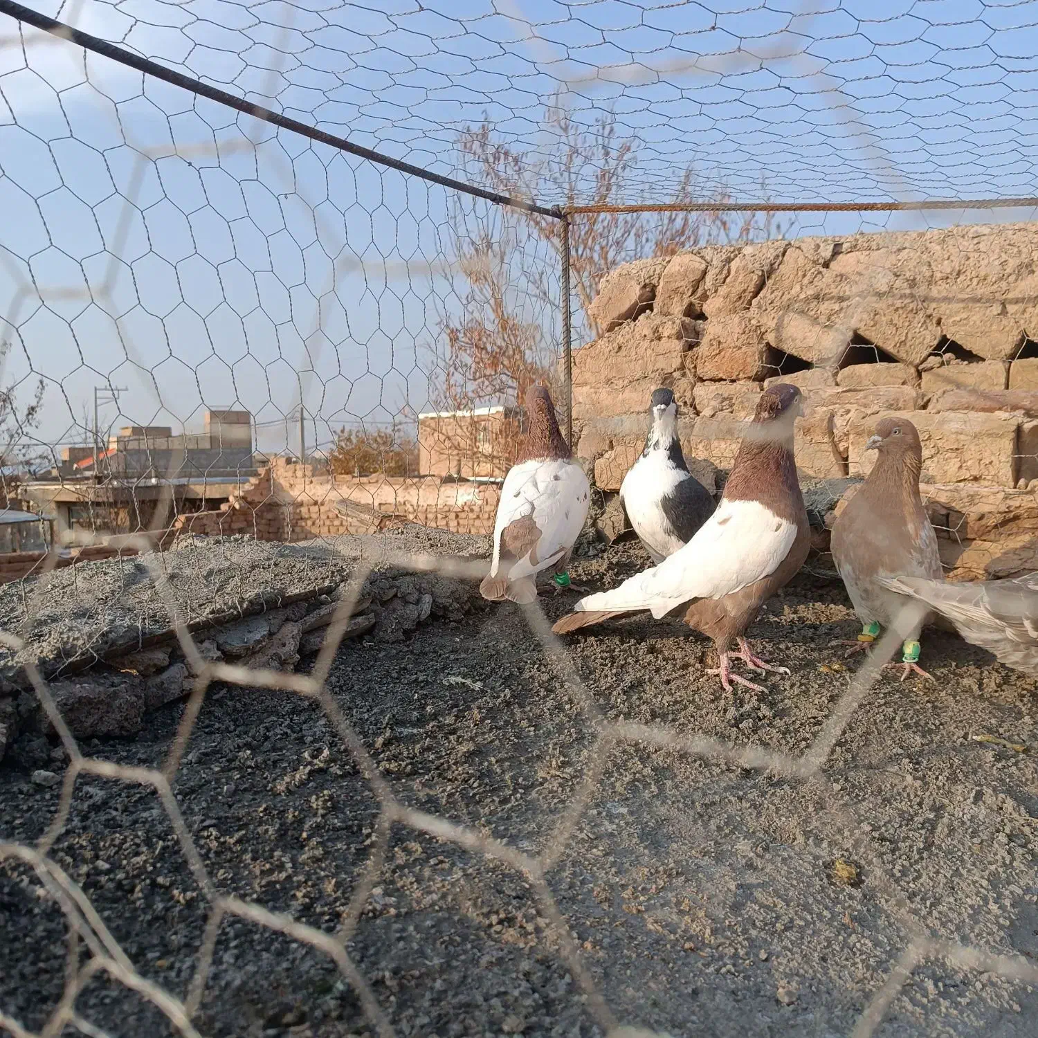 کفتر|پرنده|سبزوار, صالح آباد|دیوار