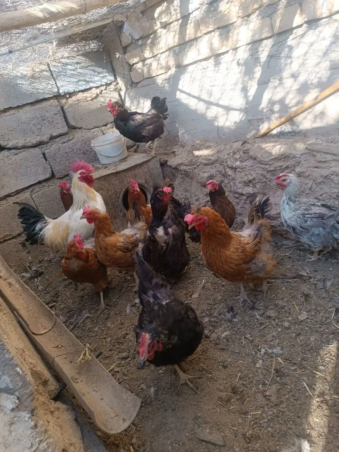 ده عدد مرغ تخم گذار یک خروس|حیوانات مزرعه|گلباف, |دیوار