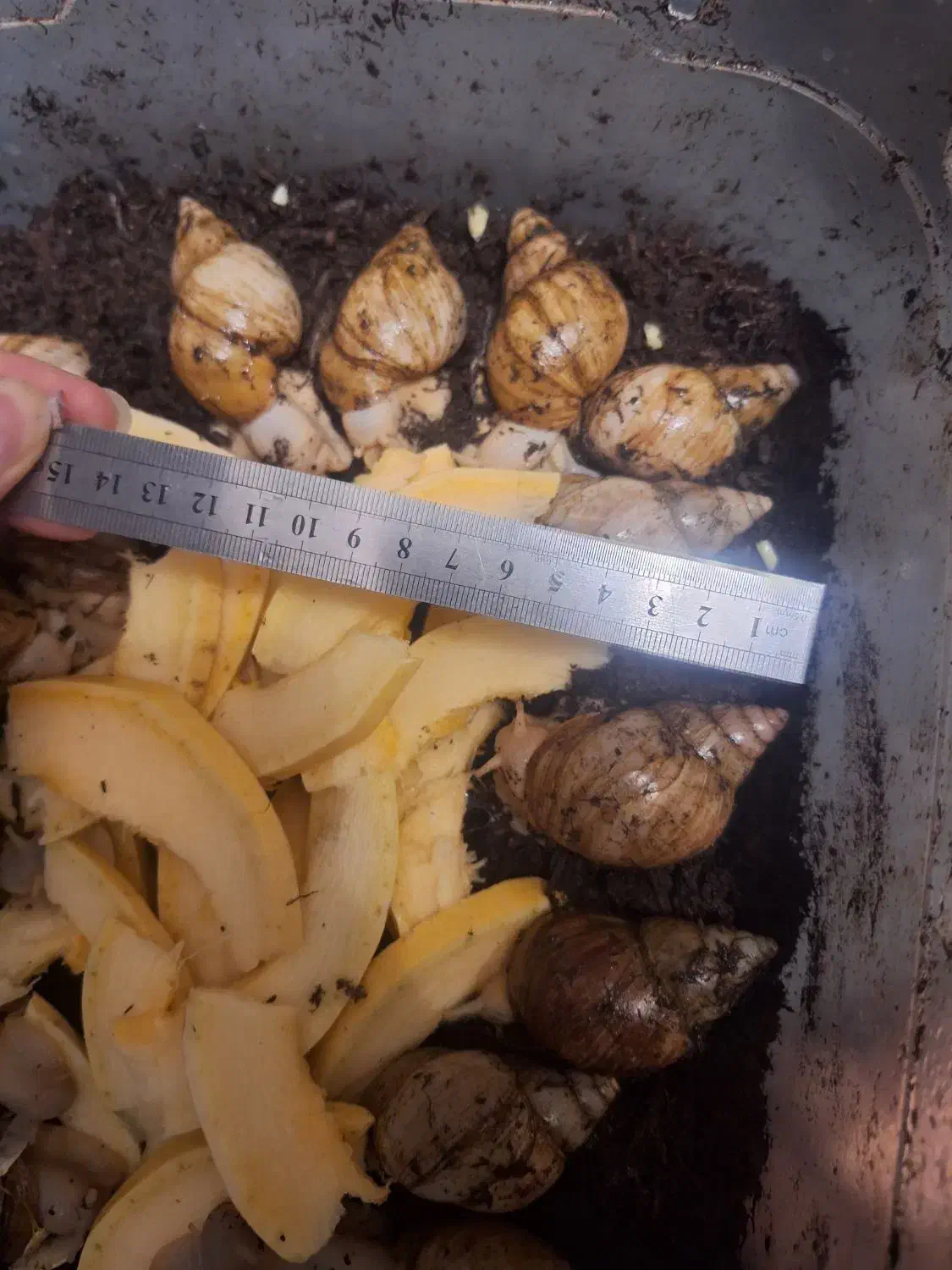 حلزون آماده تخم + مشاوره رایگان|حیوانات مزرعه|قم, زنبیل آباد|دیوار