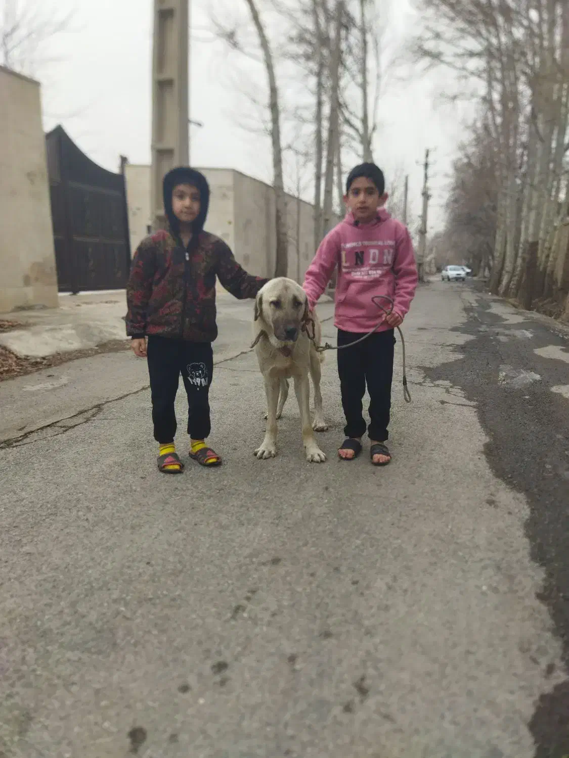 واگذاری پژدر توله نر|سگ|تهران, شادآباد|دیوار