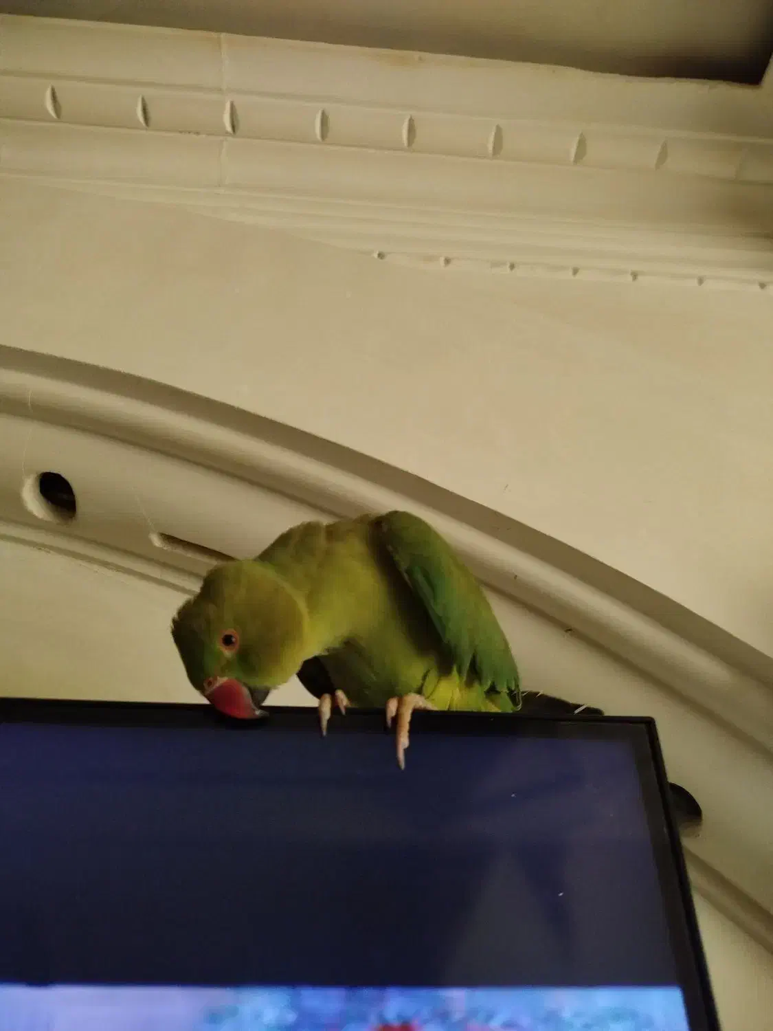 طوطی ملنگو با قفس|پرنده|محمدشهر, محمدشهر|دیوار