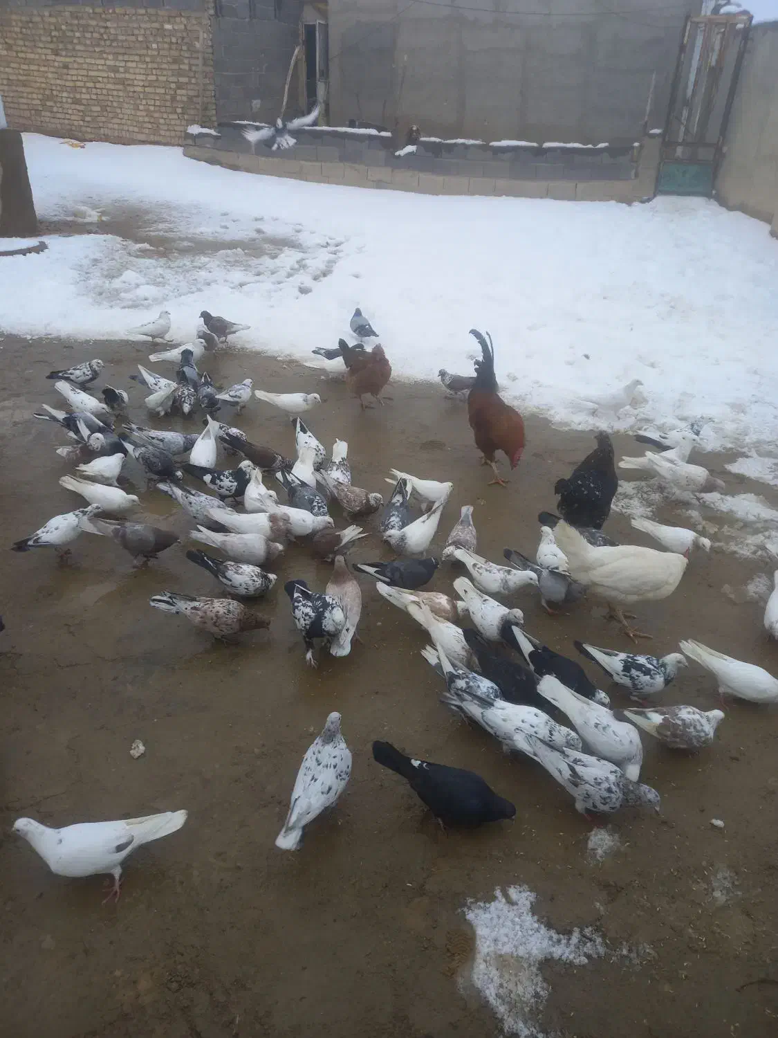 کفتر پرشی|پرنده|سردرود, |دیوار