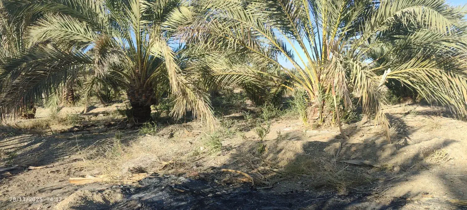 فروشنخلخرما|خدمات باغبانی و درختکاری|مهرستان, |دیوار