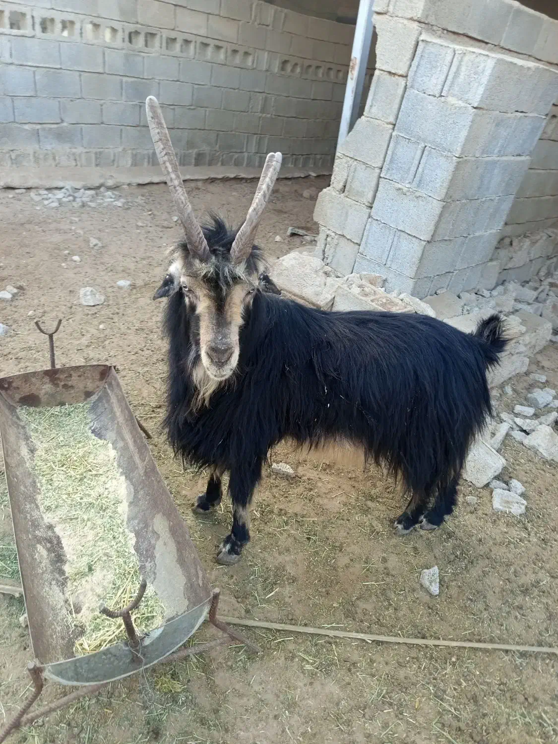 یک پازن فروشی|حیوانات مزرعه|برازجان, |دیوار