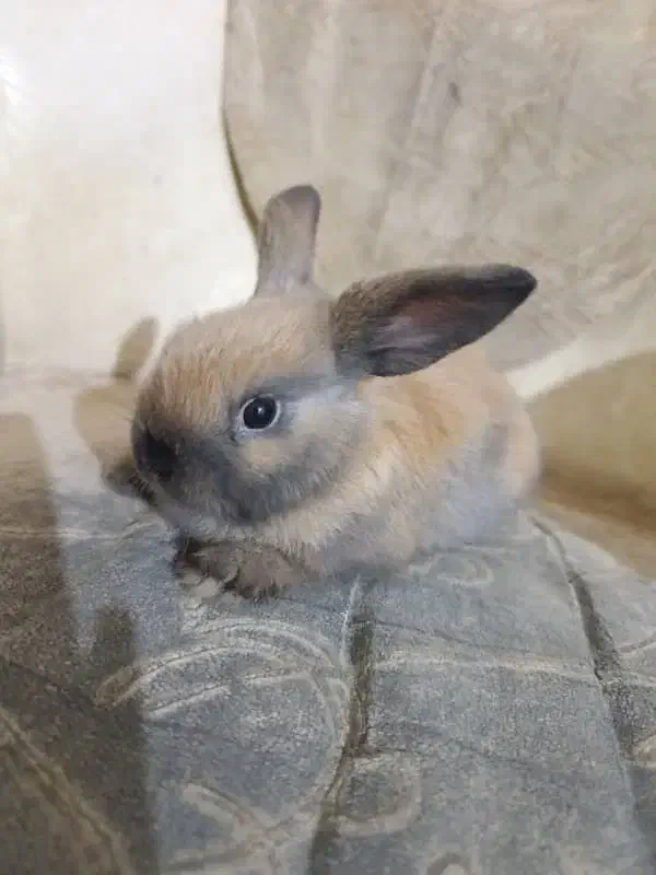 خرگوش پشمالو|موش و خرگوش|زاهدان, |دیوار