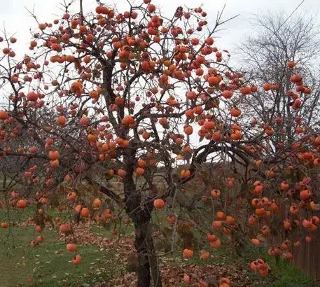 فروش عمده خرمالو درجه یک صادراتی|عمده‌فروشی|جهرم, |دیوار
