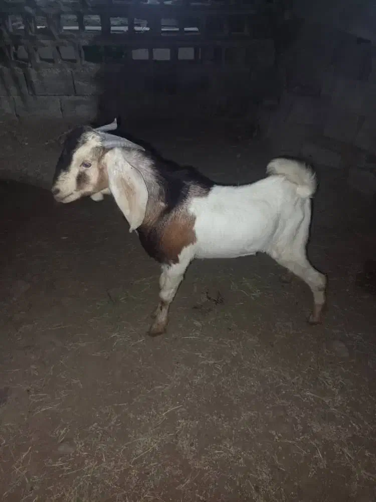 سه تا نریگ خوب|حیوانات مزرعه|میناب, |دیوار