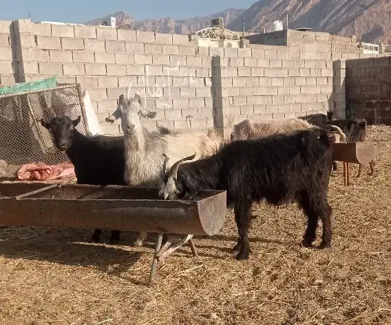 بز داشتی جوان شکم اول|حیوانات مزرعه|لیکک, |دیوار