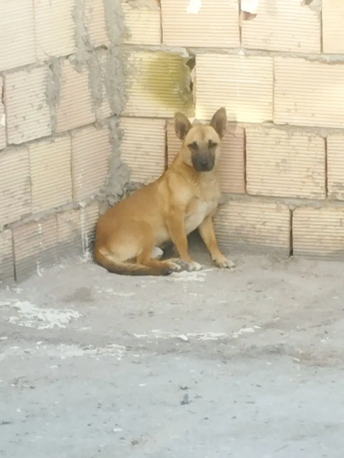 سگ پا کوتاه نر|سگ|پاکدشت, پاکدشت (مامازند)|دیوار