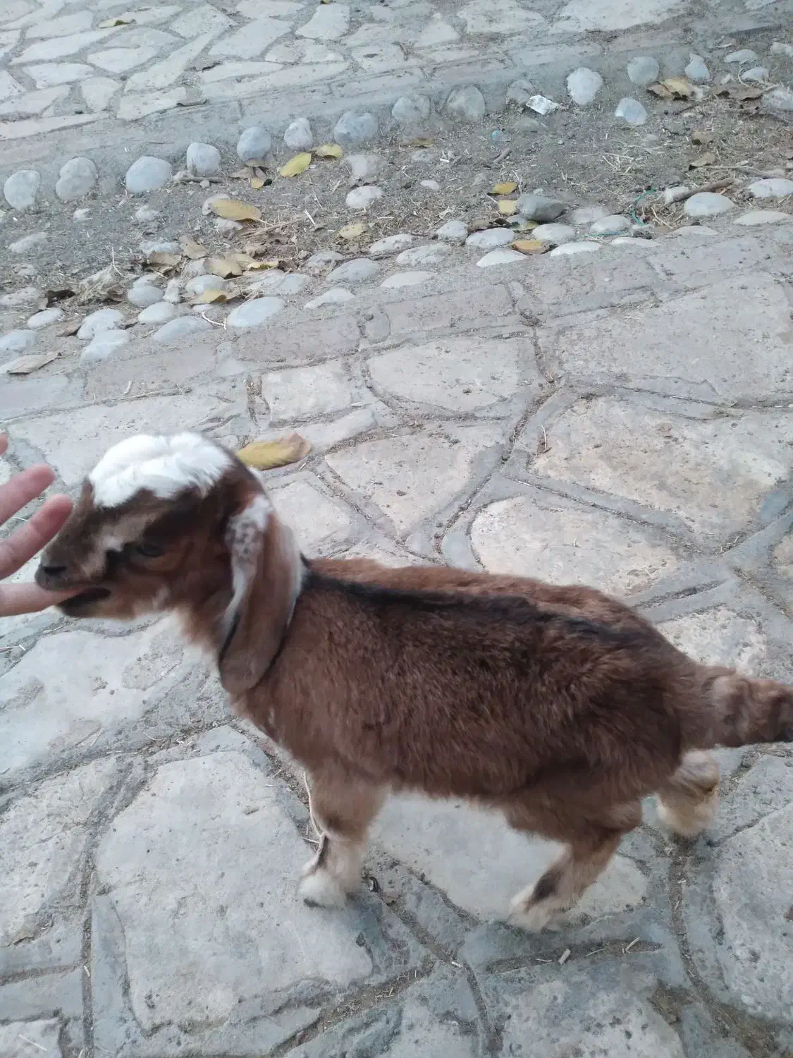 یک عدد کره نر|حیوانات مزرعه|کرمان, |دیوار