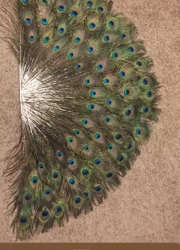 پرطاووس هندی|صنایع دستی و سایر لوازم تزئینی|تهران, افسریه شمالی|دیوار