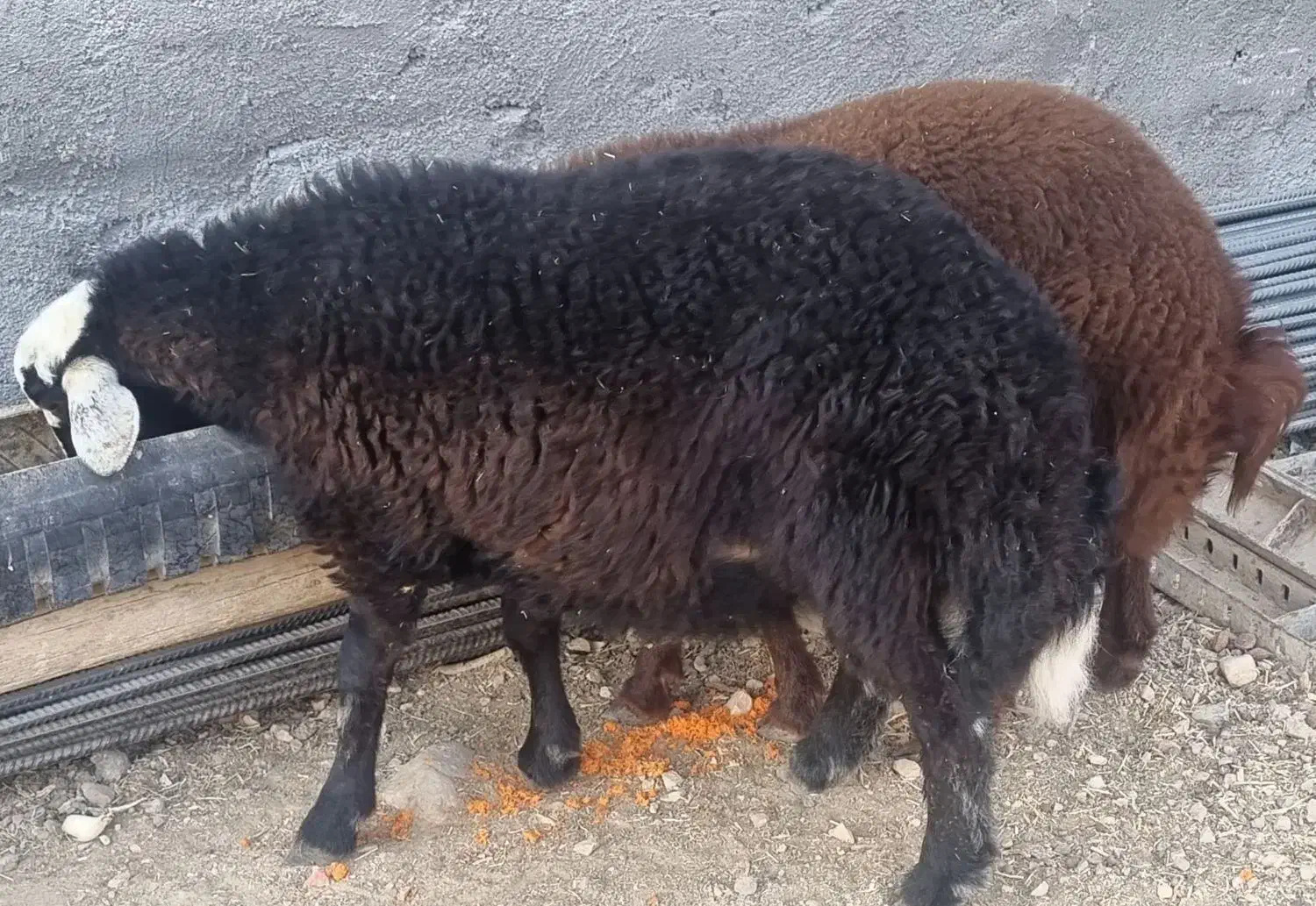 شیشک میش بره بز قوچ|حیوانات مزرعه|لردگان, |دیوار