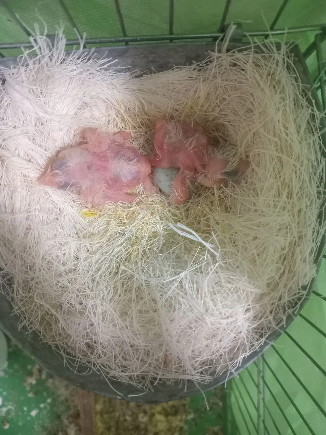 قناری با جوجه|پرنده|همدان, |دیوار