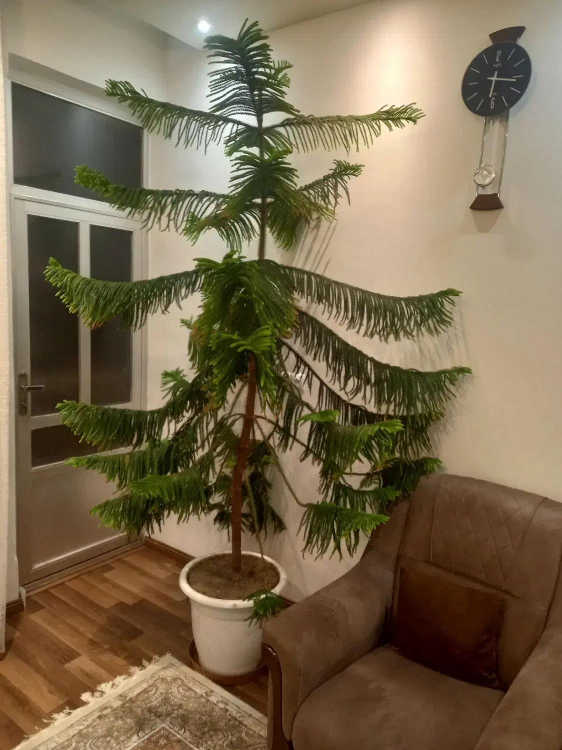 فروشی|گل و گیاه طبیعی|اردبیل, |دیوار