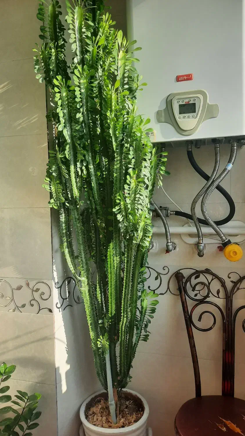 گل طبیعی زیبا و شاداب بیشتر از ۲ متر طولش است|گل و گیاه طبیعی|نقده, |دیوار