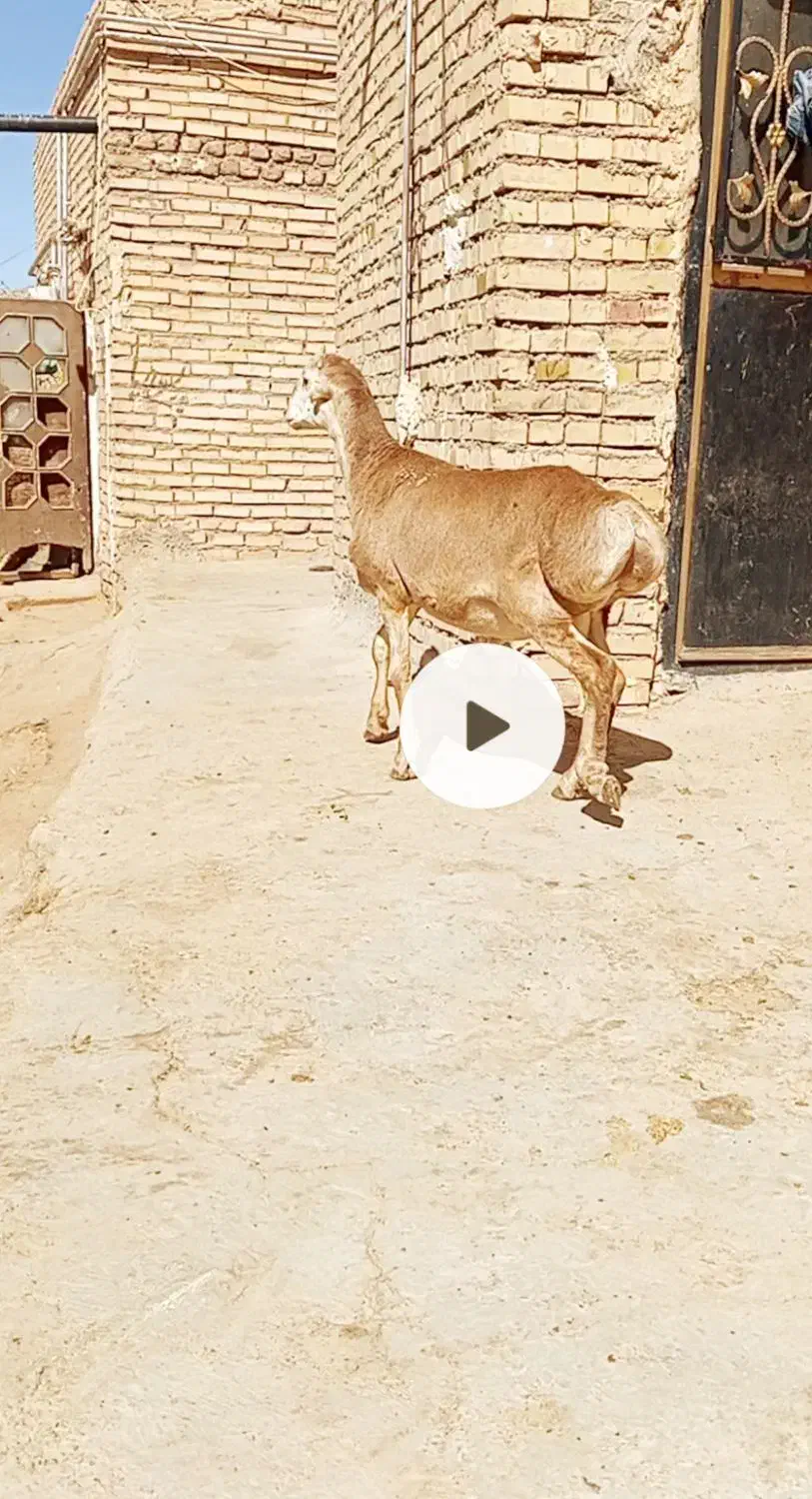 بره نر کر زرد|حیوانات مزرعه|تربت جام, جامرود|دیوار