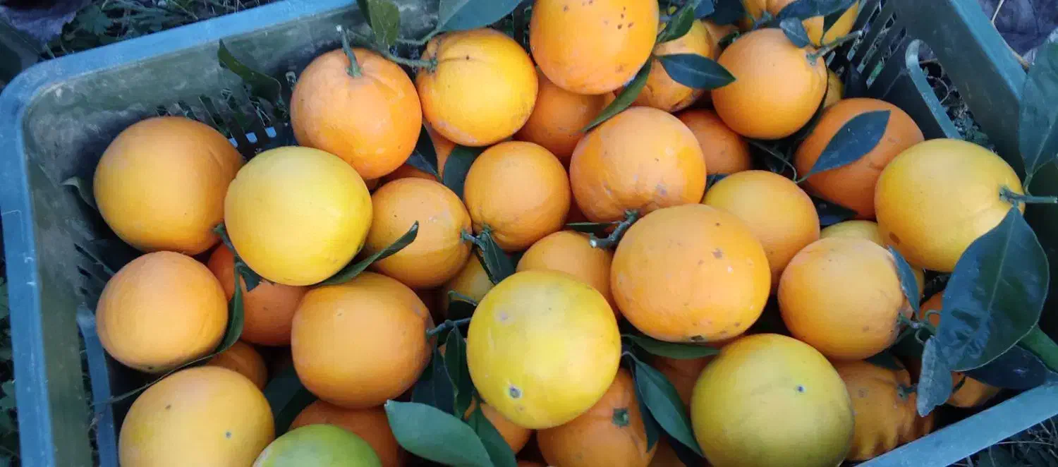 فروش پرتقال شیرین و ارگانیک|خوردنی و آشامیدنی|املش, |دیوار