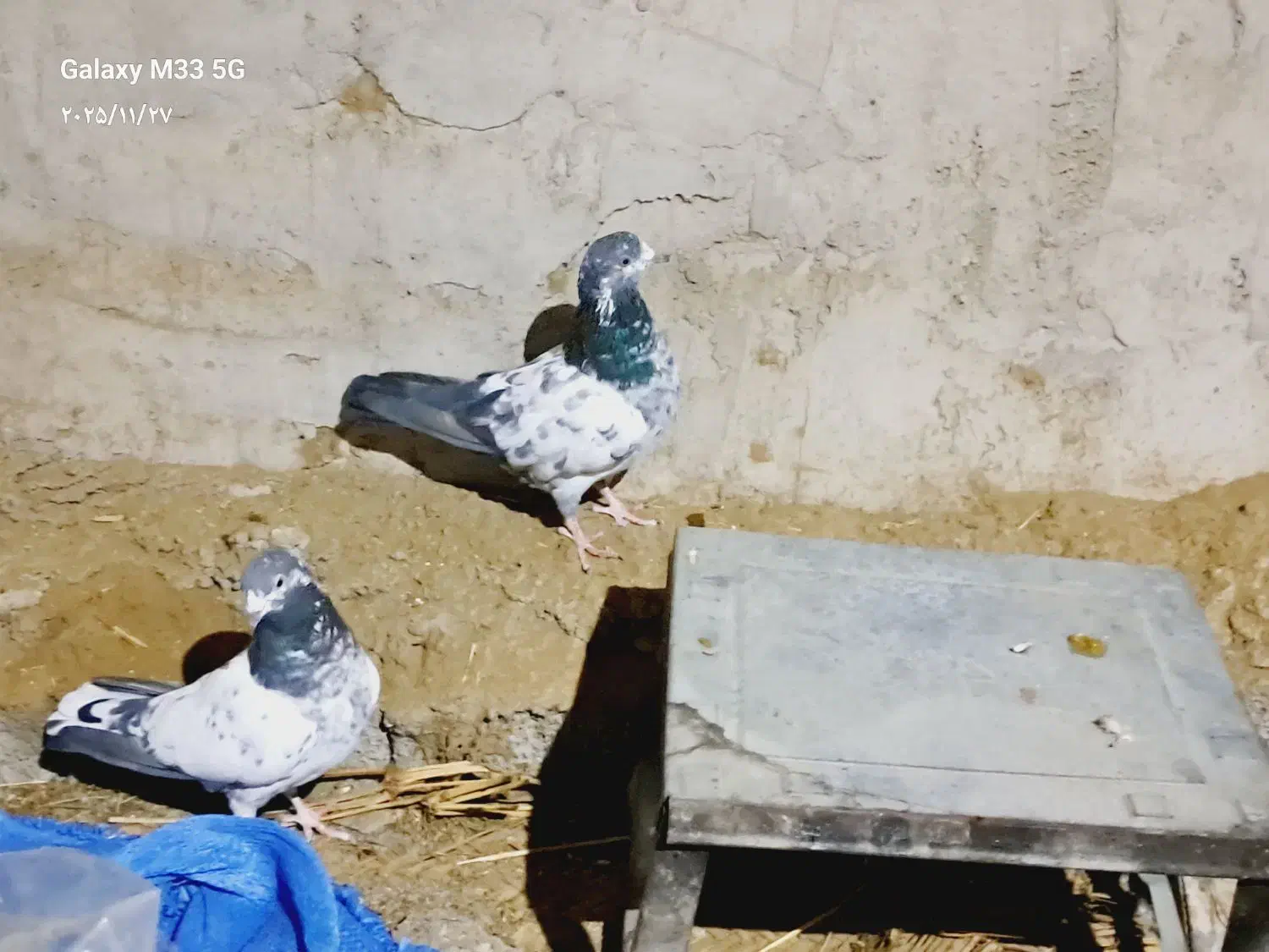 یک جفت باستانی|پرنده|اسماعیلی, |دیوار