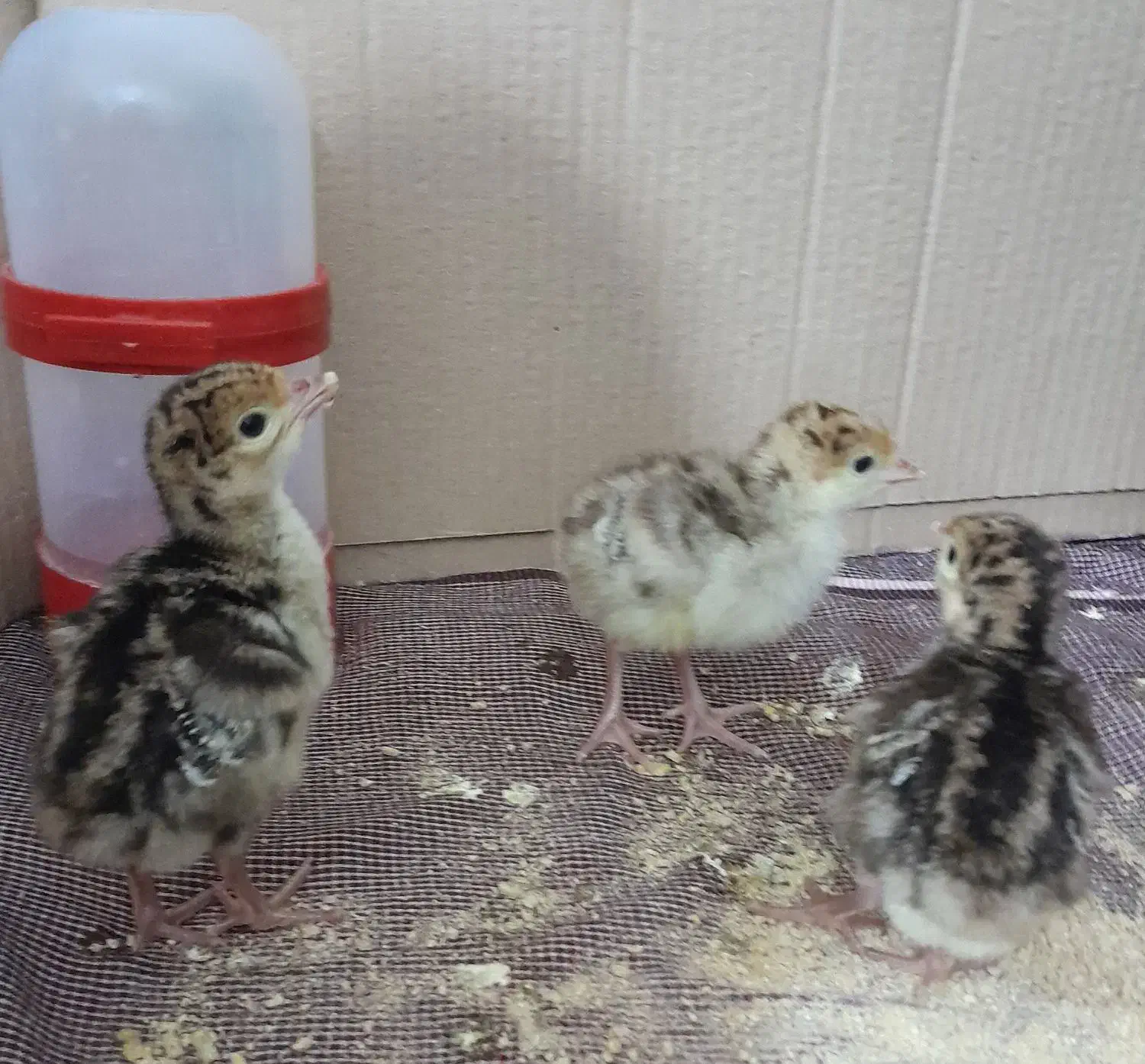 جوجه بوقلمون|حیوانات مزرعه|ایرانشهر, |دیوار