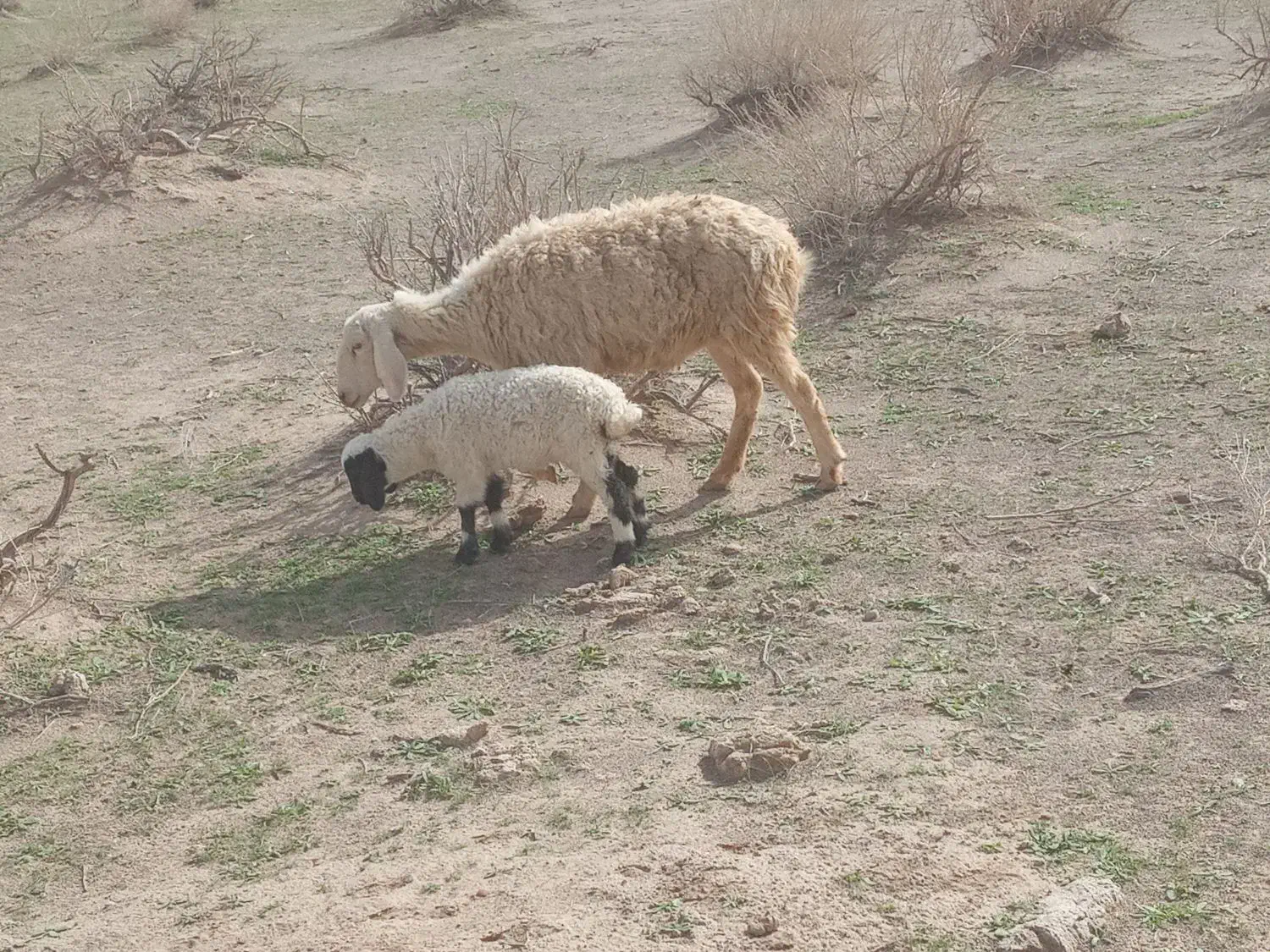 میش زاییده|حیوانات مزرعه|زیرکوه, |دیوار