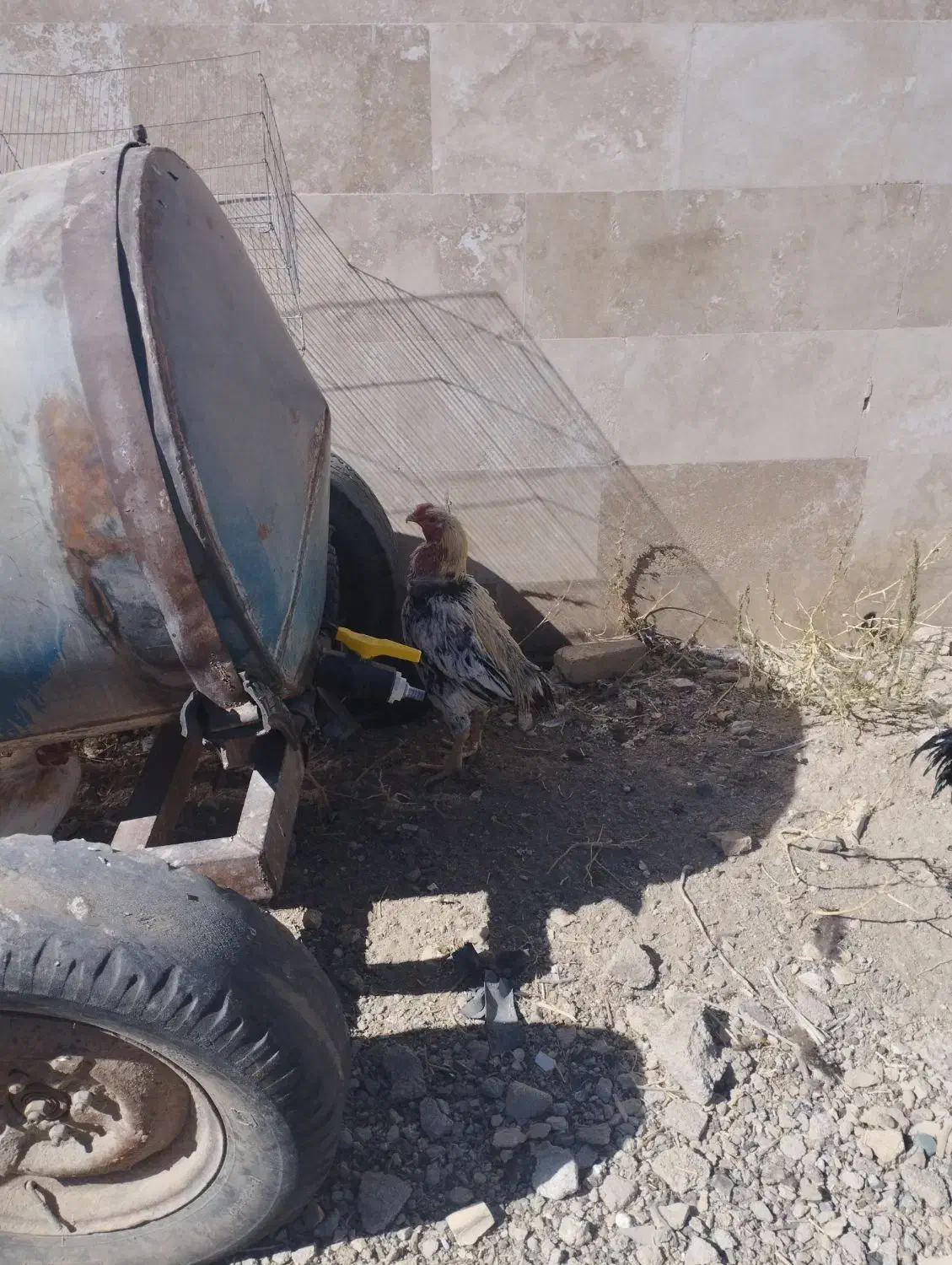 مرغ و خروس|حیوانات مزرعه|نورآباد, |دیوار