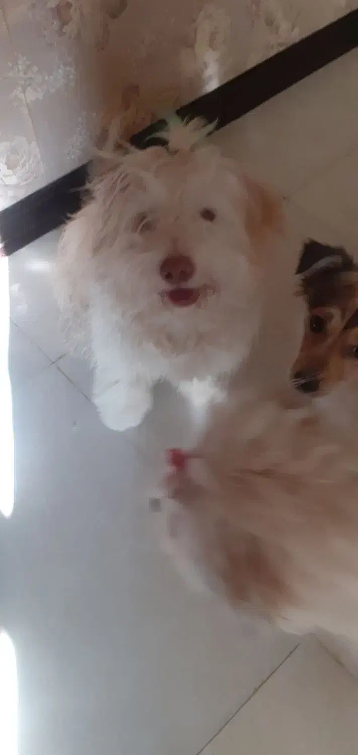 سگهای پاپی۶۰۰|سگ|خمینیشهر, |دیوار