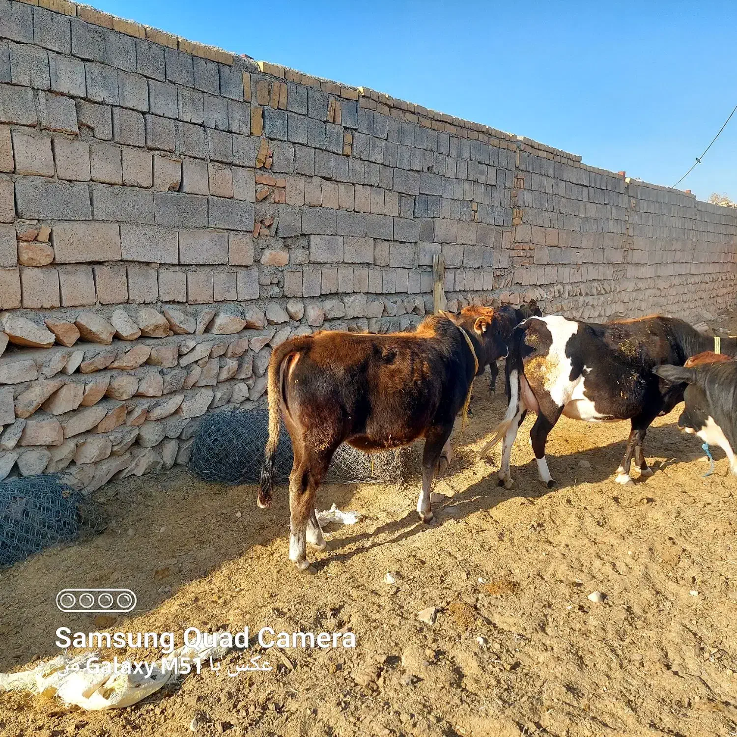 گاو گوساله نر|حیوانات مزرعه|کوهدشت, |دیوار