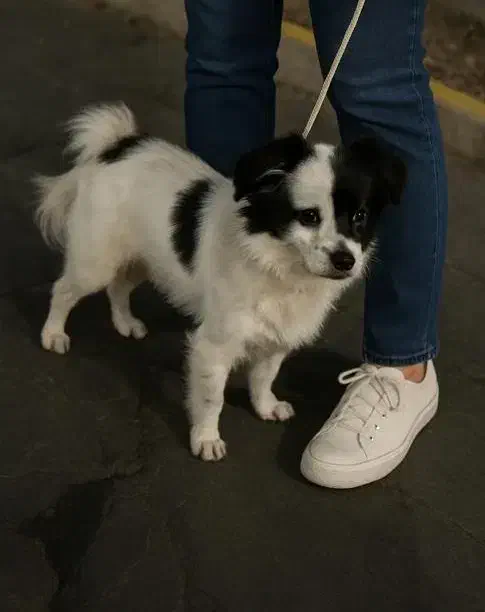 سگ پاکوتاه روباهی|سگ|مشهد, ایثار|دیوار