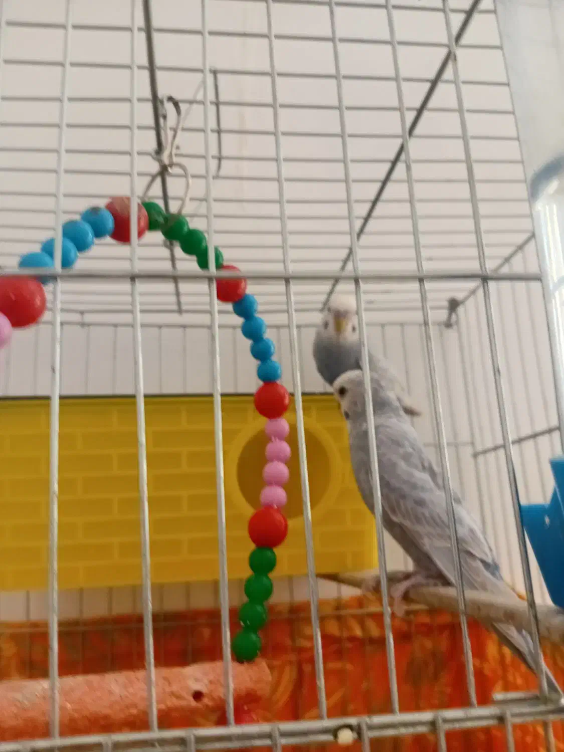 مرغ عشق|پرنده|نوشین شهر, |دیوار