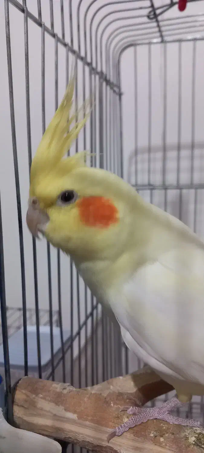 عروس هلندی|پرنده|نورآباد, |دیوار