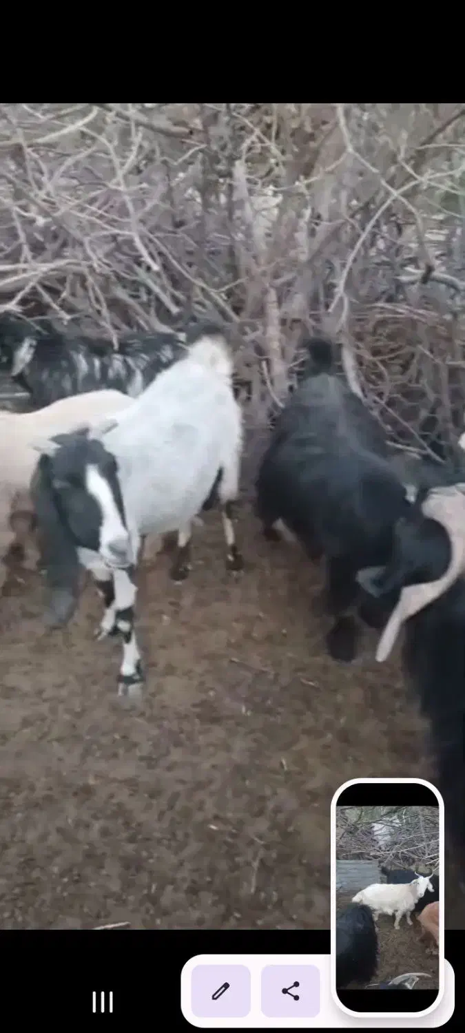 فروش.چهارده  راس بز درجه یک|حیوانات مزرعه|یاسوج, |دیوار