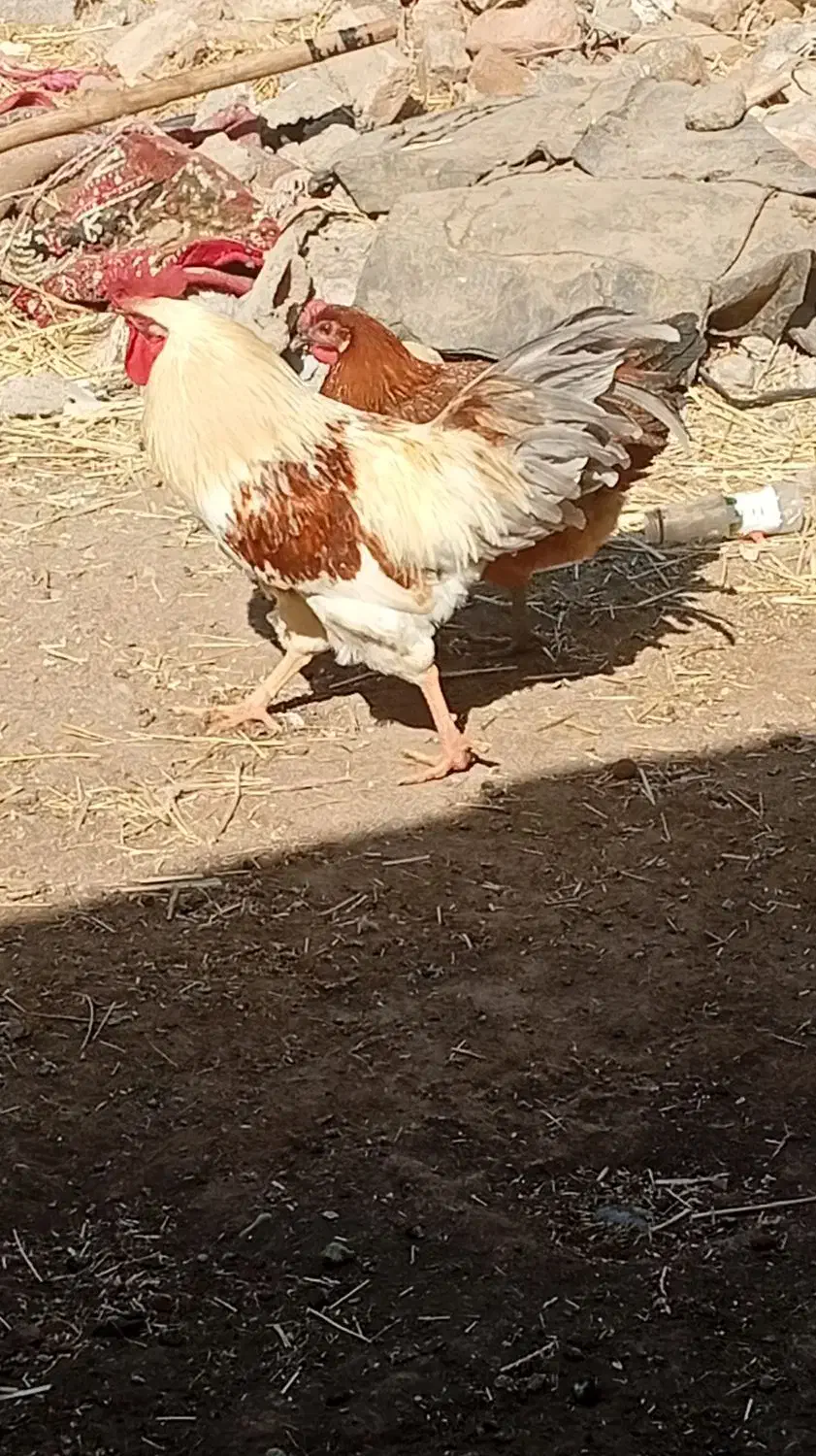 خروس چاق وسرحال|حیوانات مزرعه|تربت‌حیدریه, بازار|دیوار