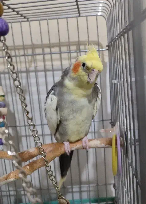 عروس هلندی جفت مولد|پرنده|گلستان (تهران), |دیوار